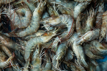 Photo close-up of fresh shrimp