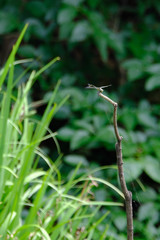 dragonfly on branch