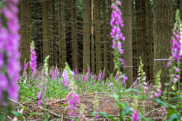 Blooming Red Foxglove in the forest among coniferous trees