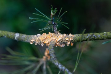 Scots pine blister rust cronartium flaccidum, a heteroecious rust fungus on a branch.