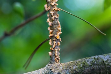 Scots pine blister rust cronartium flaccidum, a heteroecious rust fungus on a branch.
