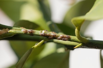 Scale insects on a stem of a lemon tree.