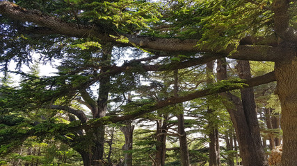 The Cedars of God located at Bsharri, are one of the last vestiges of the extensive forests of the Lebanon cedar that once thrived across Mount Lebanon. Lebanon - June, 2019