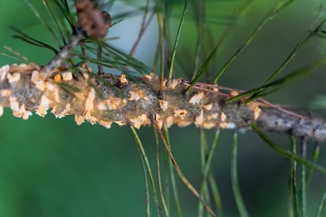 Scots pine blister rust cronartium flaccidum, a heteroecious rust fungus on a branch.