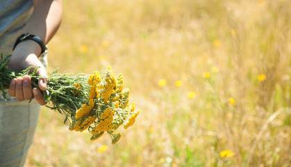  Girl gathering yellow flowers in the field.