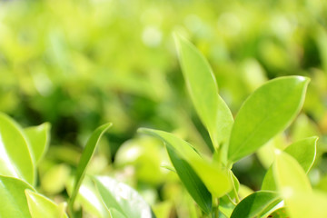 Fototapeta premium A view of the nature of the green leaf in the garden in summer under the Sun. On a green background blur. By using the natural background of horizontal green plants. - Image