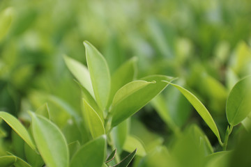 A view of the nature of the green leaf in the garden in summer under the Sun. On a green background blur. By using the natural background of horizontal green plants. - Image