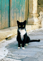 Pyrgos cat