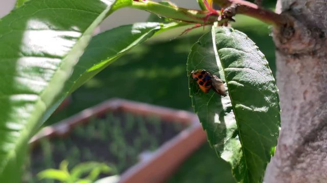 A close of shot of a ladybug spreading its wings on a peach tree.