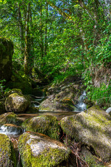 Waldidylle mit Bach und kleinem Wasserfall