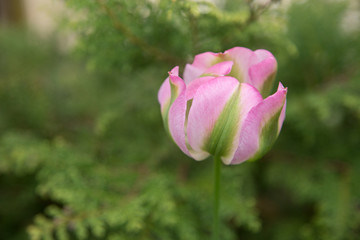 Obraz premium Tulpe