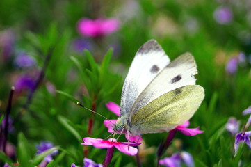 Butterfly, Cabbage White, Pieris rapae, on blooming purple Phlox subulata. Female European Large...