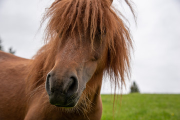 close up of brown mini pony