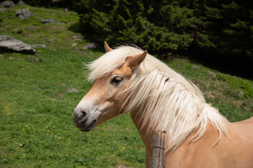 Naklejka premium head of a light blown horse