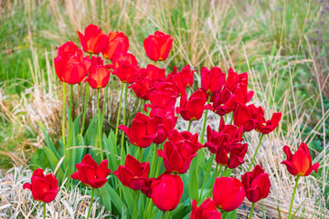 Fototapeta na wymiar Red tulips in Whitworth Park, Manchester. Spring landscape