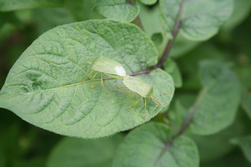 Green shield bugs matings on green potato leaf in the vegetable garden. Nezara viridula insects on damaged cultivation