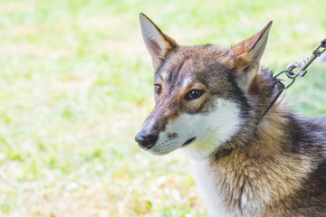 Fototapeta premium Portrait a dog of breed west siberian laika closeup in profile_
