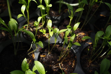 Young Plant Organic Home Garden