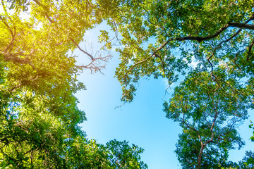 Obraz premium Tropical rain forest background