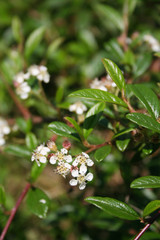 Cotoneaster bush in bloom with little white flowers on branch in springtime