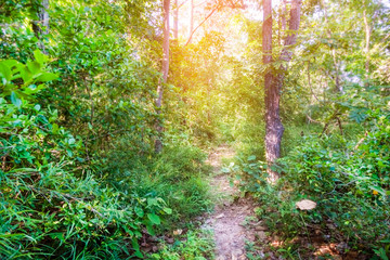 Tropical rain  forest background