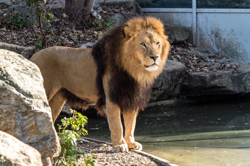 Fototapeta na wymiar The lion, Panthera leo is one of the four big cats in the genus Panthera