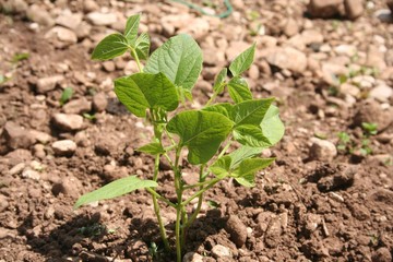 Young green French bean plant growing in the vegetable garden