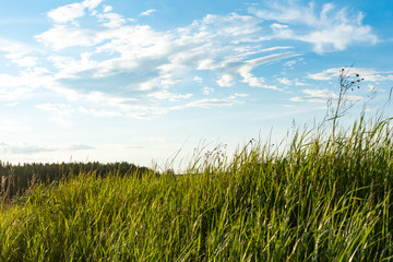 Natural wild green grass and blue sky with clouds