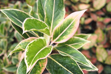 Garden Tree Leaves