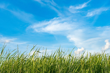 Fototapeta premium Natural wild green grass and blue sky with clouds