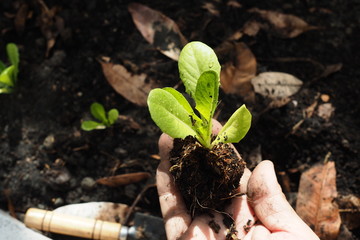 Young Plant Organic Home Garden