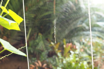 Spider Web Natural