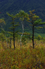 戦場ヶ原の秋　一人旅