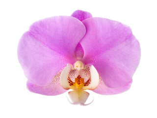 Close-up of  pink Orchid flower isolated on white background.