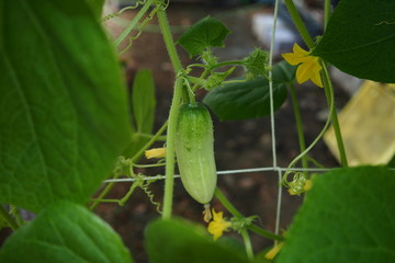 Organic Cucumber Plant Home Garden 