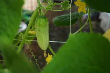 Organic Cucumber Plant Home Garden 