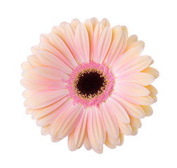 Gerbera  flower  isolated on white background.