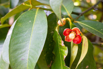 Image of the red flowering mangosteen
