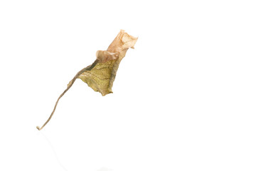 Fototapeta premium Dried flower petals isolated on white