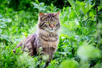 Naklejka na ściany i meble A fluffy striped cat sits among grass in the garden_