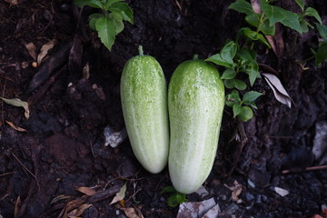Organic Cucumber Plant Home Garden 