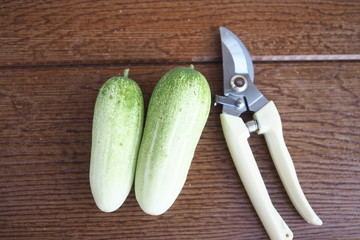 Organic Cucumber Plant Home Garden 