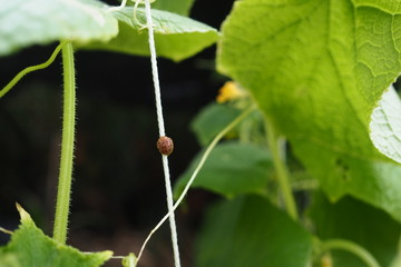 Red Ladybug Cucumber Plant 
