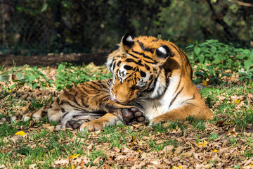 The Siberian tiger,Panthera tigris altaica in the zoo