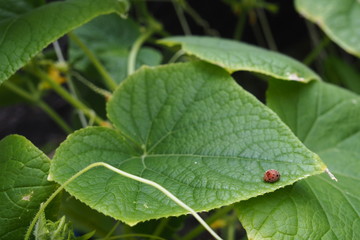 Red Ladybug Cucumber Plant 