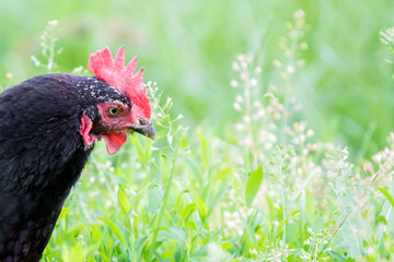 Black chicken in a garden of a farm on a background of green grass. Copy of space_