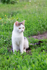 Naklejka na ściany i meble A white cat sits in the garden among the green grass_