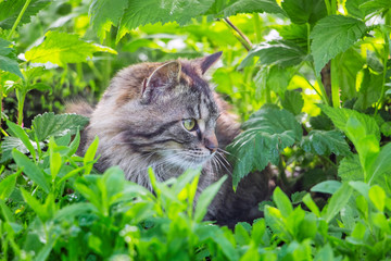 Naklejka na ściany i meble A gray striped cat lies in the grass garden_