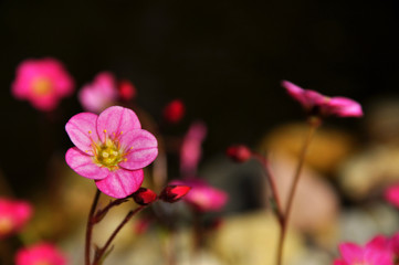 Mini Flower