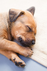 Rhodesian Ridgeback Welpen in der Wurfkiste